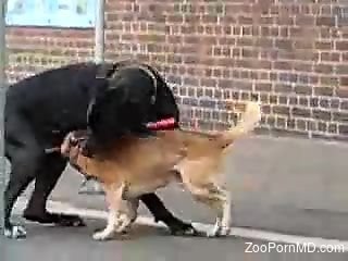 Private animal sex