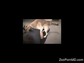 Impressive zoophile action with a fat fucking MILF