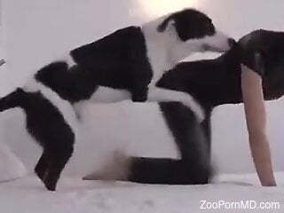 Masked cam whore fitted with dog dick in both holes