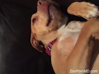 Man fucks dog in the wet pussy and provides insane porno